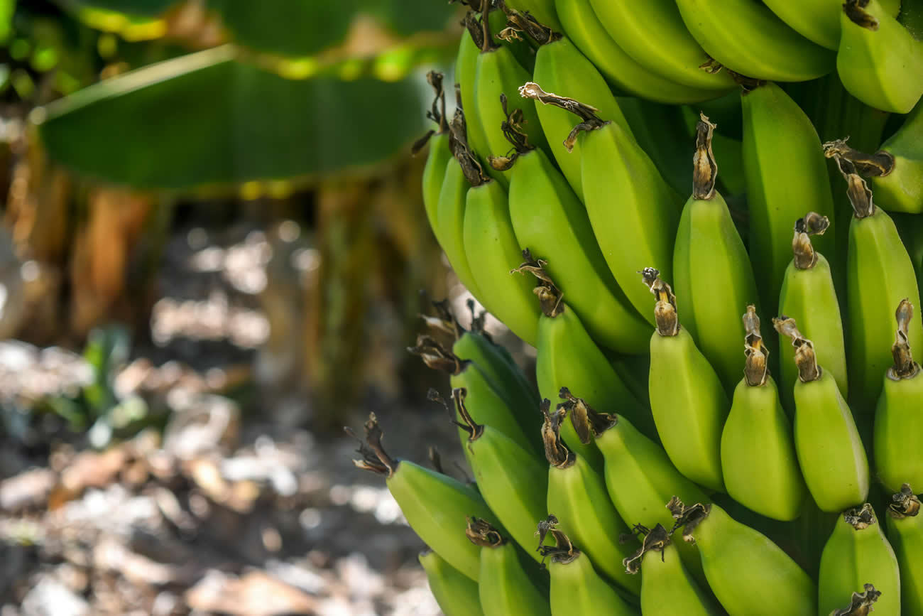 Can Dogs Eat Bananas?