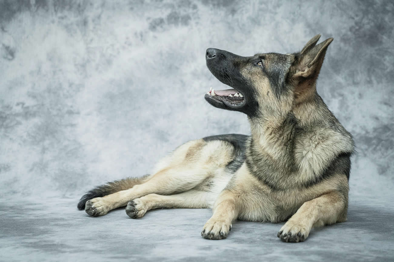 Dog Breeds That Make The Best Pets