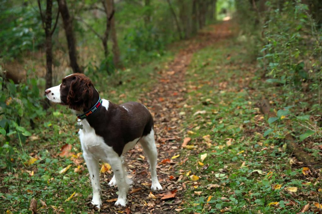 How Long Do Welsh Springer Spaniels Live?