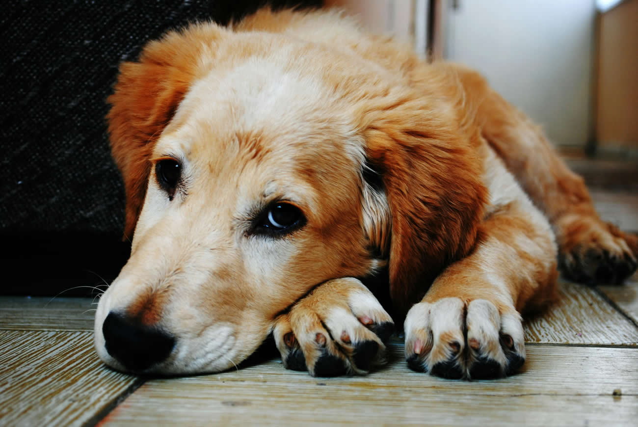 What To Give A Dog For Upset Stomach & Vomiting