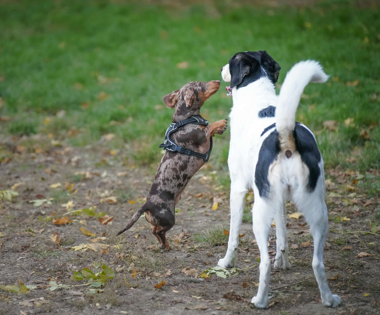 Why Do Dogs Wag Their Tails? What Does It Mean?