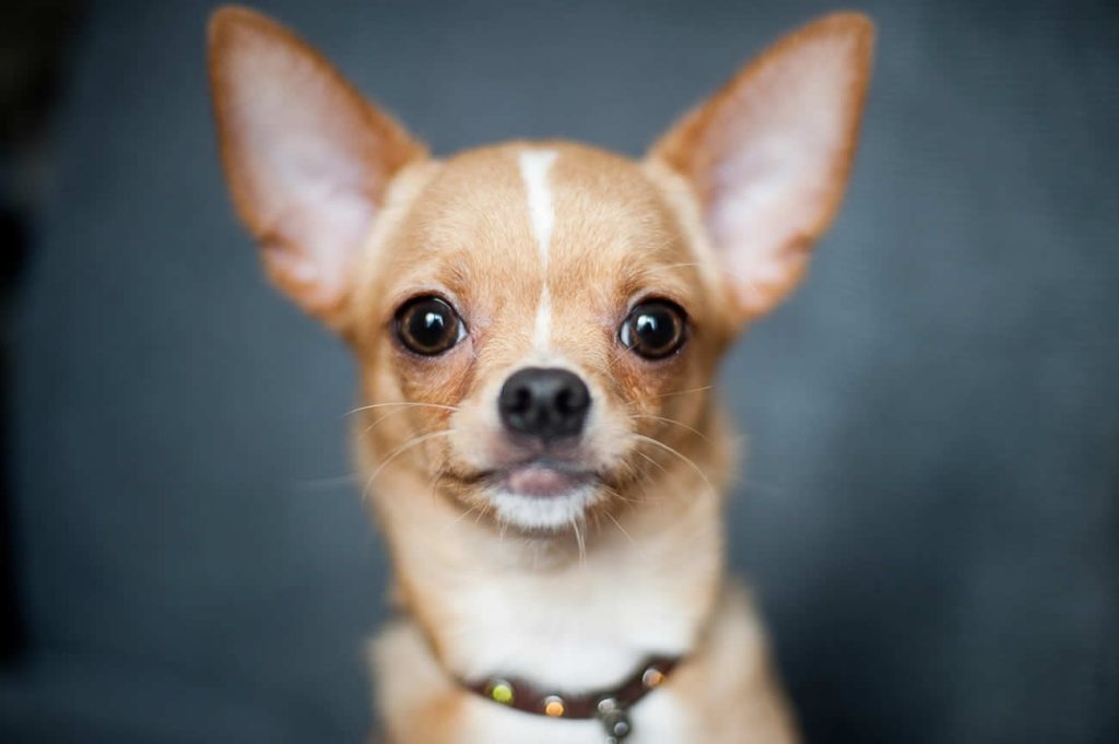 Facts About Chihuahuas