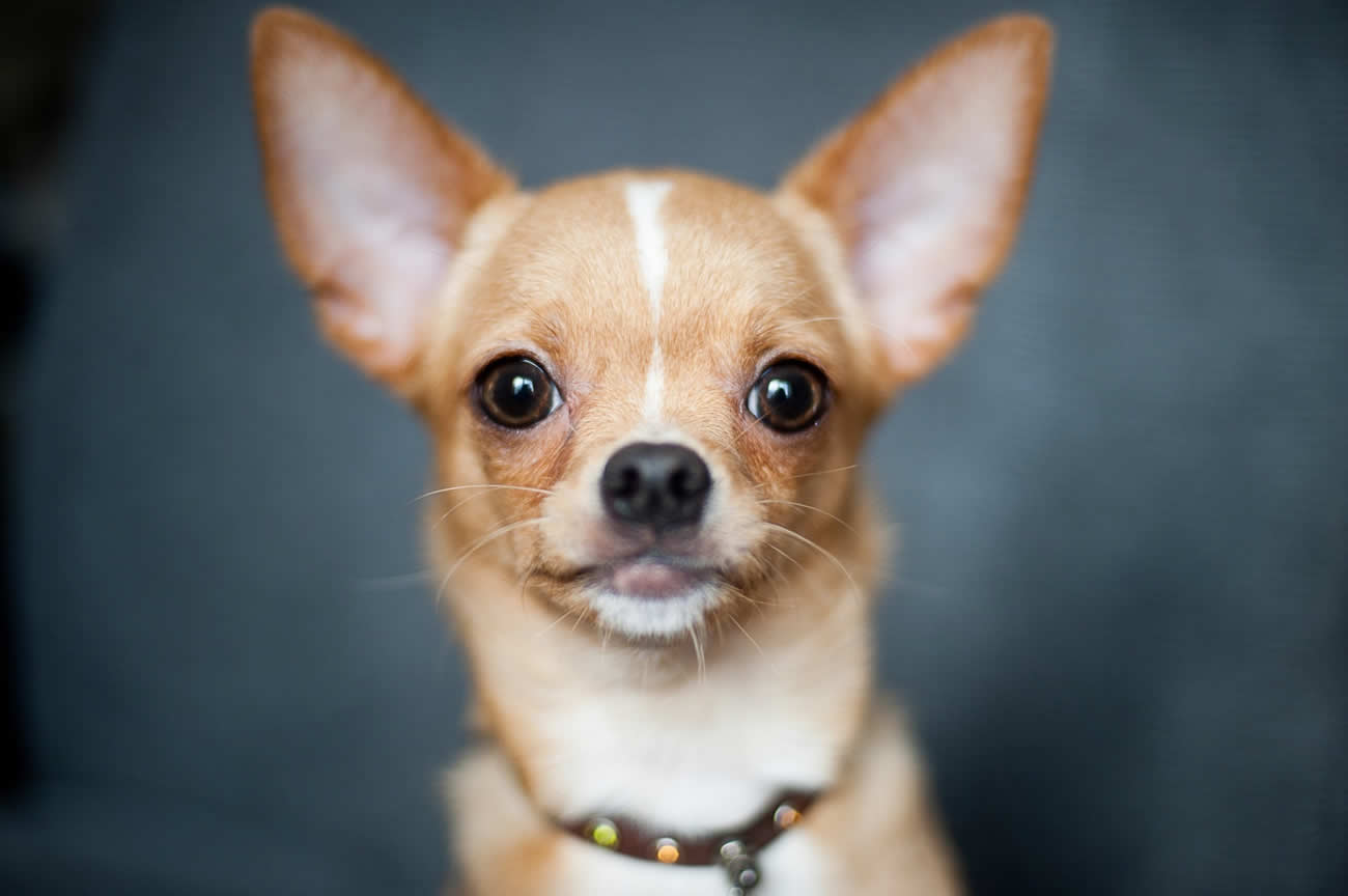 Facts About Chihuahuas