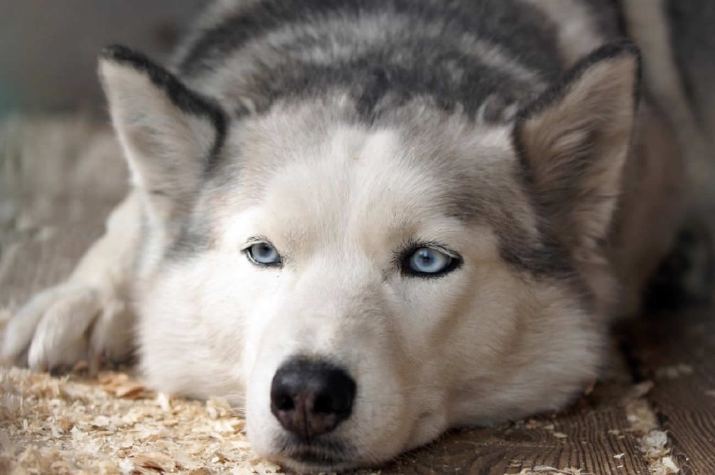 Facts About The Alaskan Husky