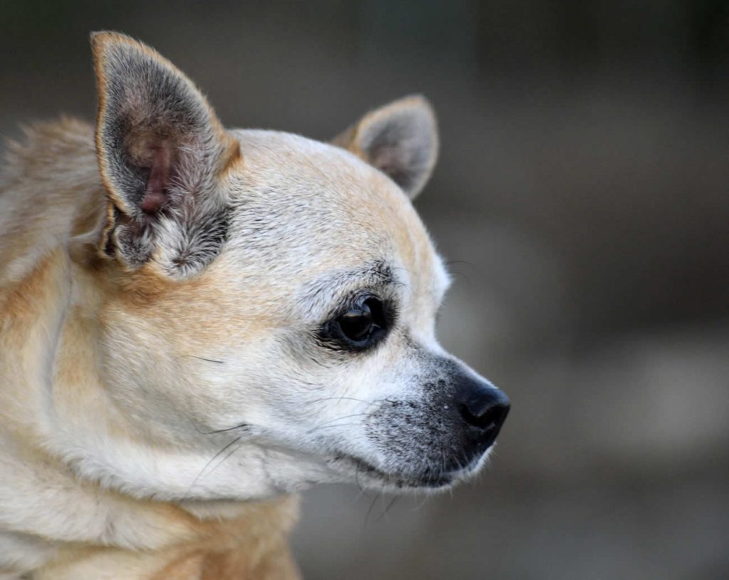 How Much Are Chihuahua Dogs?