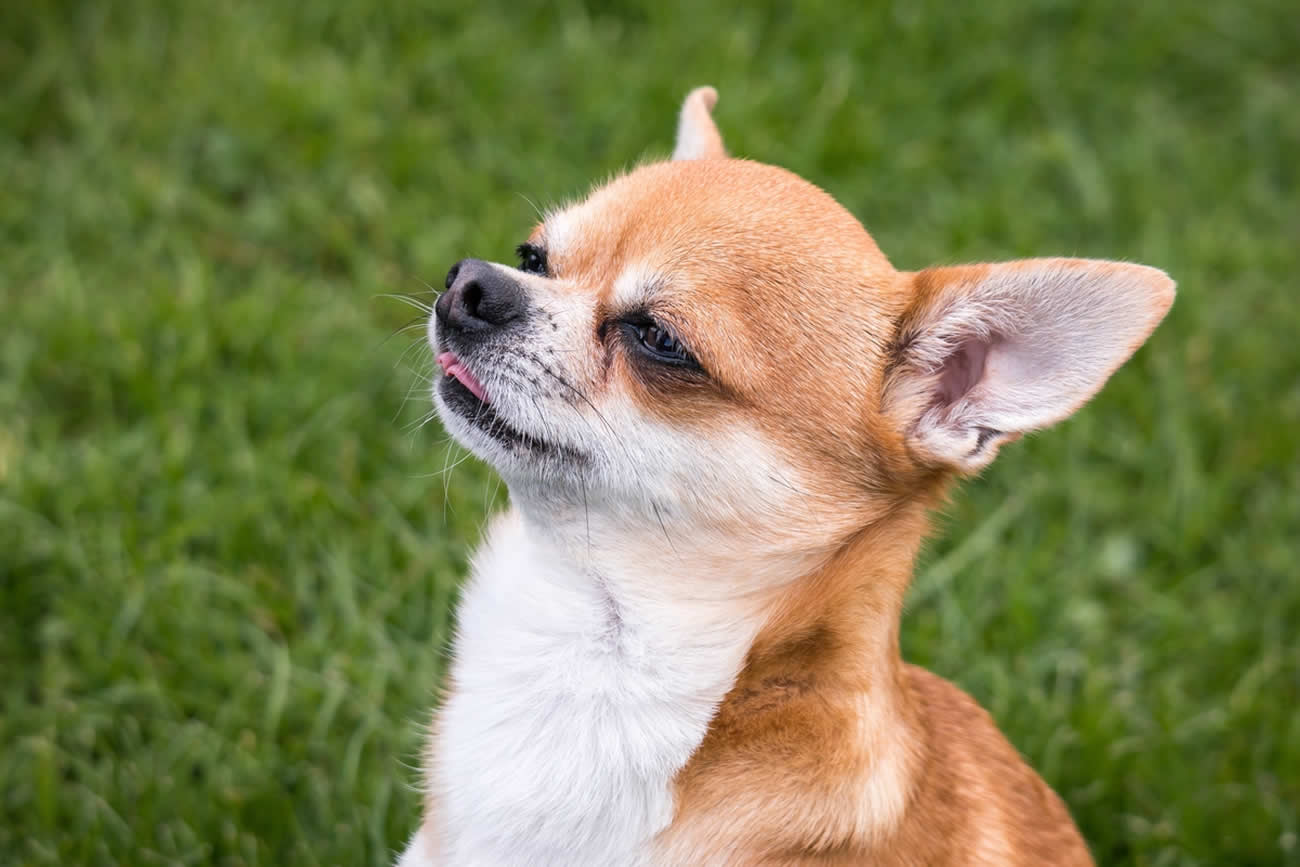 How Much Should a Chihuahua Weigh?