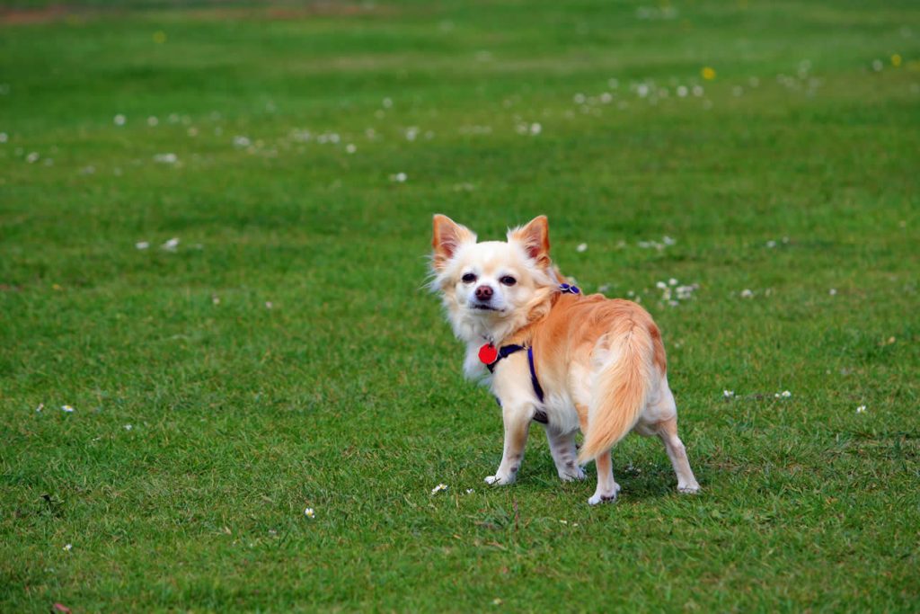 Where Do Chihuahua Dogs Come From?