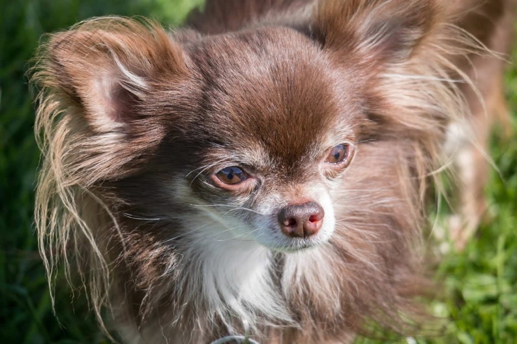 Why Are Chihuahuas So Aggressive?