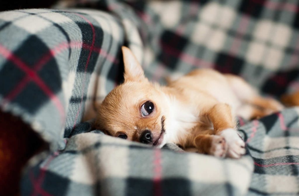 Why Do Chihuahuas Always Shake?